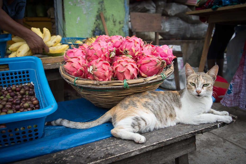  Strażnik sklepowy Street Nikon D7200 AF-S Zoom-Nikkor 17-55mm f/2.8G IF-ED Sri Lanka 0 kwiat kot małe i średnie koty roślina kot jak ssak wąsy wiosna florystyka
