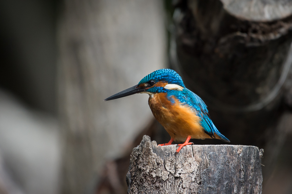  Zimorodek Ptaki Nikon D7200 NIKKOR 200-500mm f/5.6E AF-S Sri Lanka 0 ptak dziób fauna dzikiej przyrody pióro organizm niebieski ptak