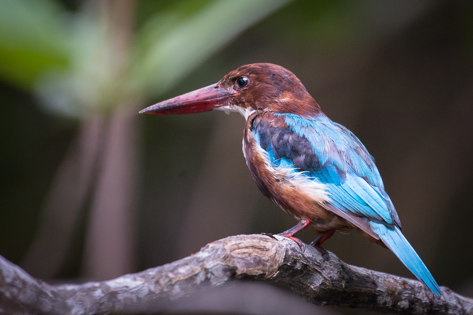  Łowiec krasnodzioby Ptaki Nikon D7200 NIKKOR 200-500mm f/5.6E AF-S Sri Lanka 0 ptak dziób fauna dzikiej przyrody ścieśniać organizm flycatcher starego świata pióro skrzydło coraciiformes