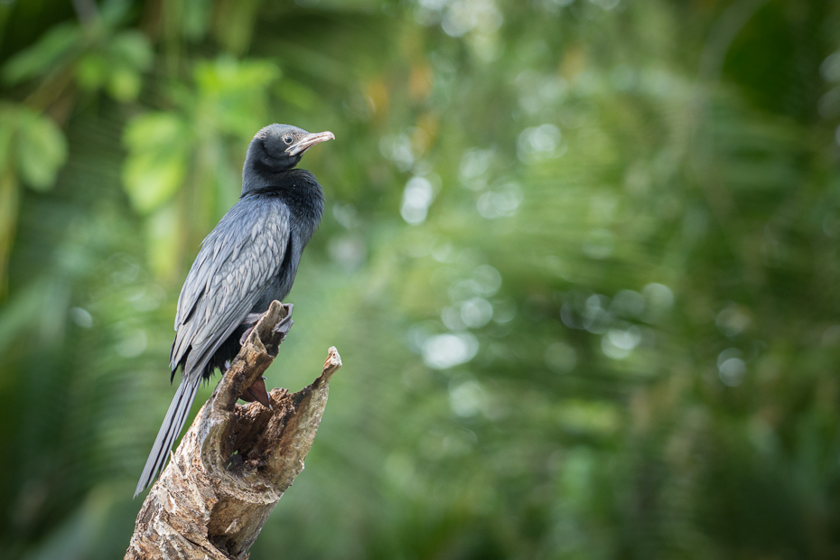  Kormoran skromny Ptaki Nikon D7200 NIKKOR 200-500mm f/5.6E AF-S Sri Lanka 0 ptak fauna dziób ekosystem dzikiej przyrody drzewo flycatcher starego świata