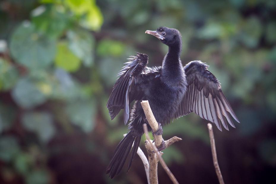  Kormoran skromny Ptaki Nikon D7200 NIKKOR 200-500mm f/5.6E AF-S Sri Lanka 0 ptak fauna dziób dzikiej przyrody pióro sęp kormoran