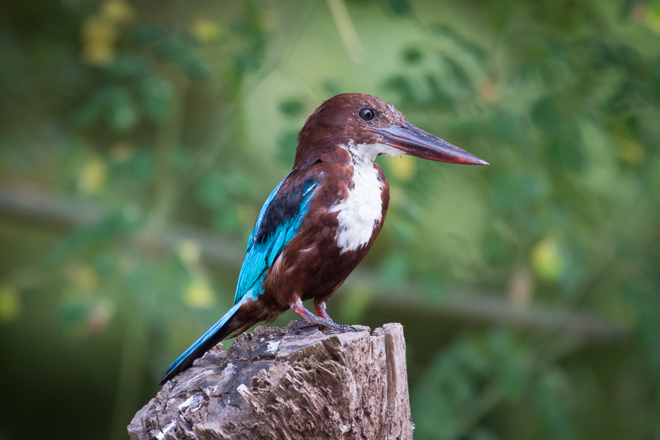  Łowiec krasnodzioby Ptaki Nikon D7200 NIKKOR 200-500mm f/5.6E AF-S Sri Lanka 0 ptak fauna dziób dzikiej przyrody organizm