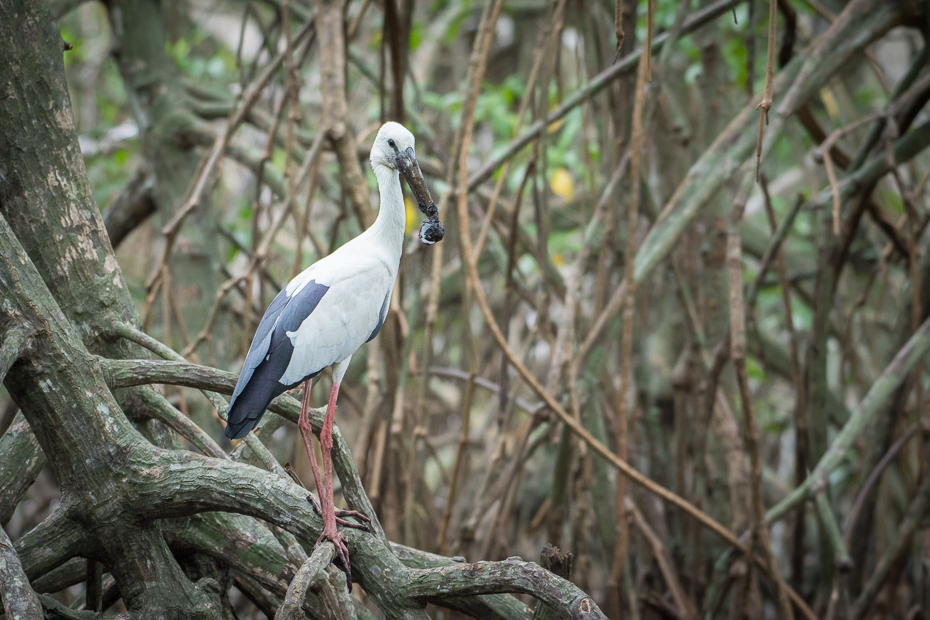  Kleszczak azjatycki Ptaki Nikon D7200 NIKKOR 200-500mm f/5.6E AF-S Sri Lanka 0 ptak dziób fauna drzewo dzikiej przyrody Ciconiiformes wodny ptak gałąź