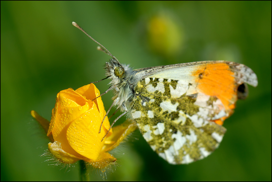  Motyl Motyle Nikon D200 AF-S Micro-Nikkor 105mm f/2.8G IF-ED Makro owad motyl Lycaenid ćmy i motyle Pędzelek motyl fotografia makro nektar bezkręgowy ćma flora