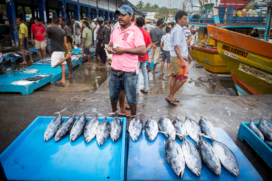 Sprzedaż ryb Street Nikon D7200 AF-S Zoom-Nikkor 17-55mm f/2.8G IF-ED Sri Lanka 0 woda transport wodny rybak ryba turystyka rekreacja wakacje sprzedawca ryb łódź rynek