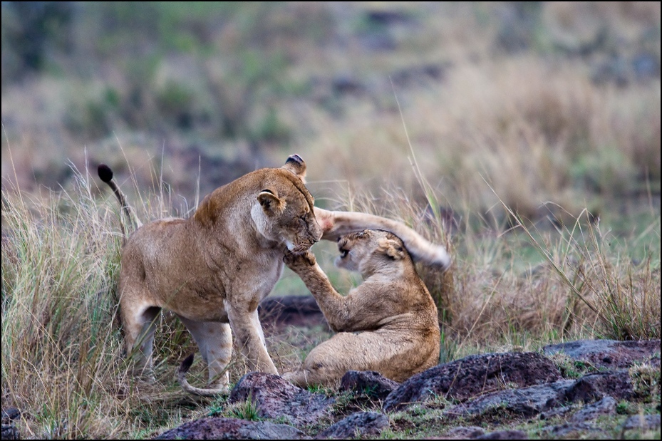  Lwie zabawy Zwierzęta Nikon D300 Sigma APO 500mm f/4.5 DG/HSM Kenia 0 dzikiej przyrody Lew fauna pustynia masajski lew zwierzę lądowe duże koty safari trawa sawanna