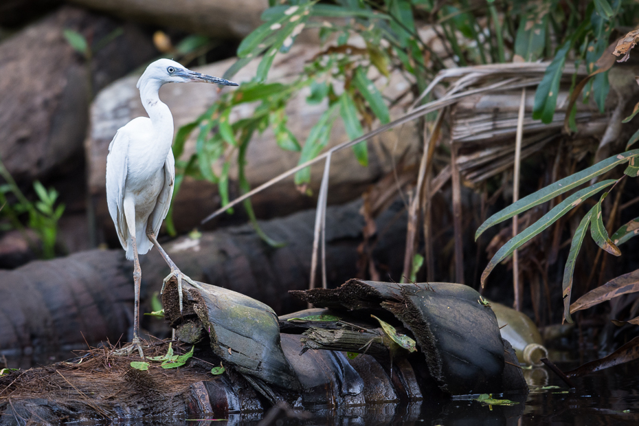  Czapla nadobna Ptaki Nikon D7200 NIKKOR 200-500mm f/5.6E AF-S Sri Lanka 0 ptak woda fauna dziób ekosystem odbicie dzikiej przyrody drzewo wodny ptak czapla