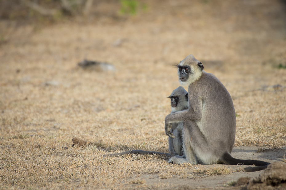  Hulman czubaty Ssaki Nikon D7200 NIKKOR 200-500mm f/5.6E AF-S Sri Lanka 0 fauna ssak dzikiej przyrody prymas stary świat małpa makak piasek zwierzę lądowe organizm safari