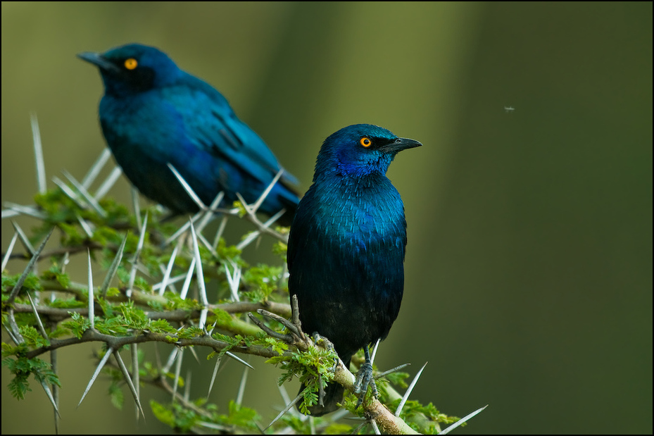  Błyszczak niebieskouchy Ptaki Nikon D300 Sigma APO 500mm f/4.5 DG/HSM Kenia 0 ptak dziób fauna dzikiej przyrody niebieski ptak organizm kos flycatcher starego świata pióro ptak przysiadujący
