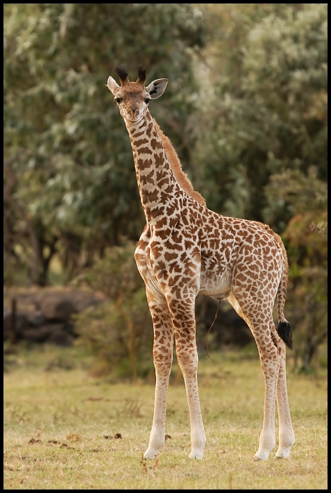  Kilkutygodniowa żyrafa Przyroda crescent island wyspa Nikon D200 Sigma APO 500mm f/4.5 DG/HSM Kenia 0 zwierzę lądowe dzikiej przyrody żyrafy ssak fauna organizm trawa sawanna pysk