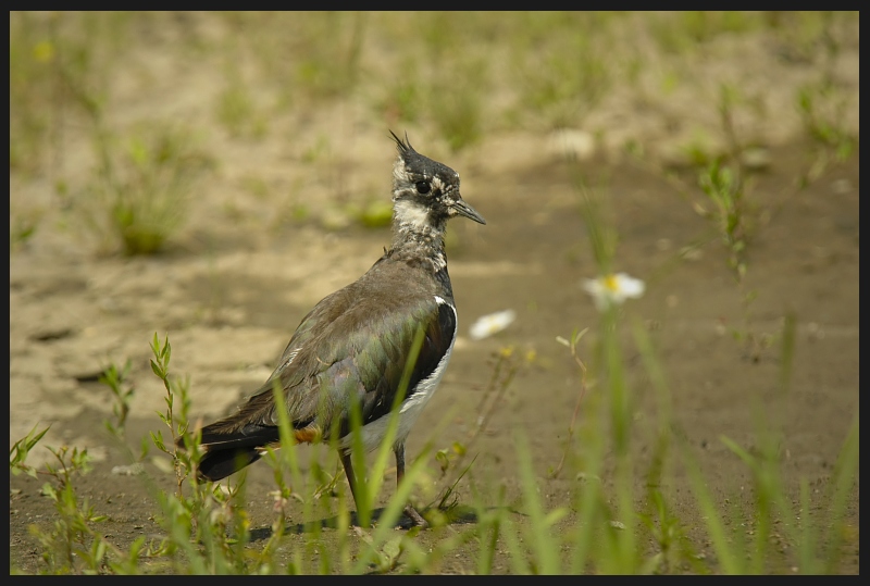  Czajka Ptaki czajka ptak Nikon D70 Sigma APO 100-300mm f/4 HSM Zwierzęta ekosystem fauna dzikiej przyrody dziób trawa łąka organizm ecoregion galliformes