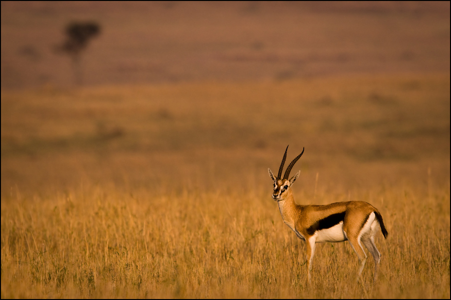  Gazela poranku Zwierzęta Nikon D300 Sigma APO 500mm f/4.5 DG/HSM Kenia 0 dzikiej przyrody łąka springbok ekosystem preria fauna gazela antylopa sawanna impala