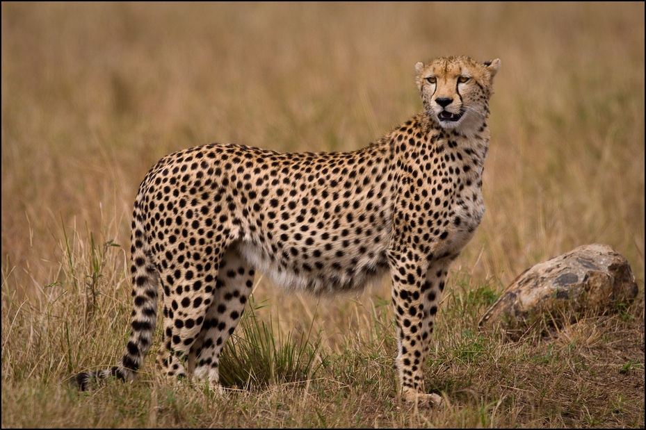  Ciężarna samica geparda Zwierzęta Nikon D300 Sigma APO 500mm f/4.5 DG/HSM Kenia 0 gepard dzikiej przyrody zwierzę lądowe łąka ekosystem ssak pustynia fauna sawanna lampart