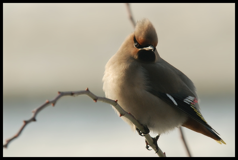  Jemiołuszka #15 Ptaki jemiołuszka ptaki Nikon D200 Sigma APO 100-300mm f/4 HSM Zwierzęta ptak dziób fauna pióro ścieśniać dzikiej przyrody skrzydło Gałązka ptak przysiadujący słowik