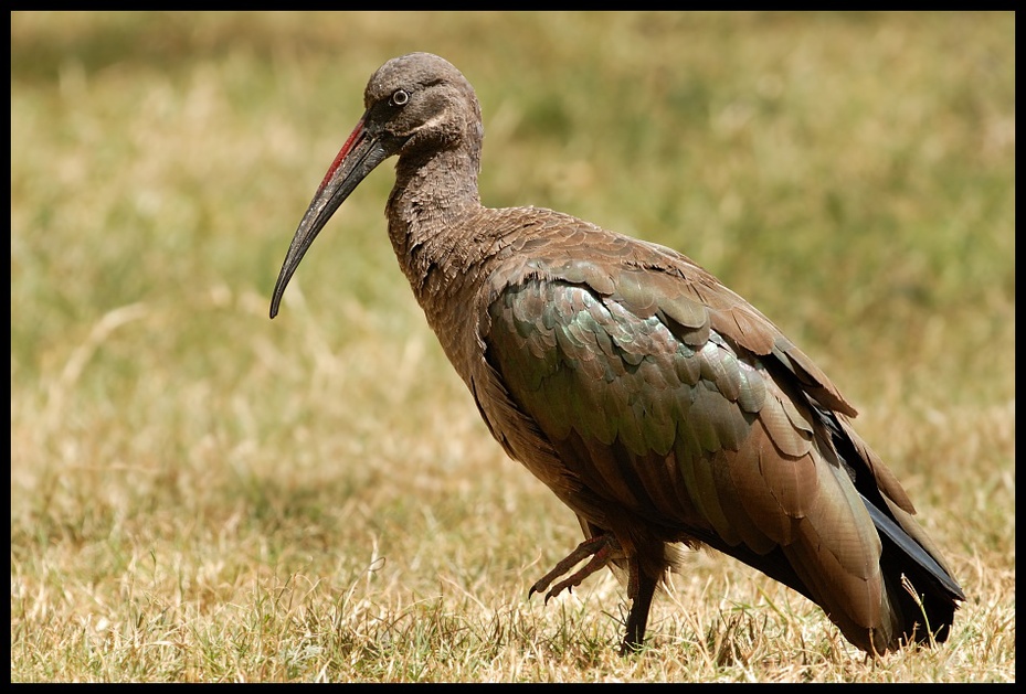  Ibis białowąsy Ptaki ibis bialowasy ptaki Nikon D200 Sigma APO 500mm f/4.5 DG/HSM Kenia 0 ptak fauna dziób Ciconiiformes bocian organizm dzikiej przyrody żuraw jak ptak
