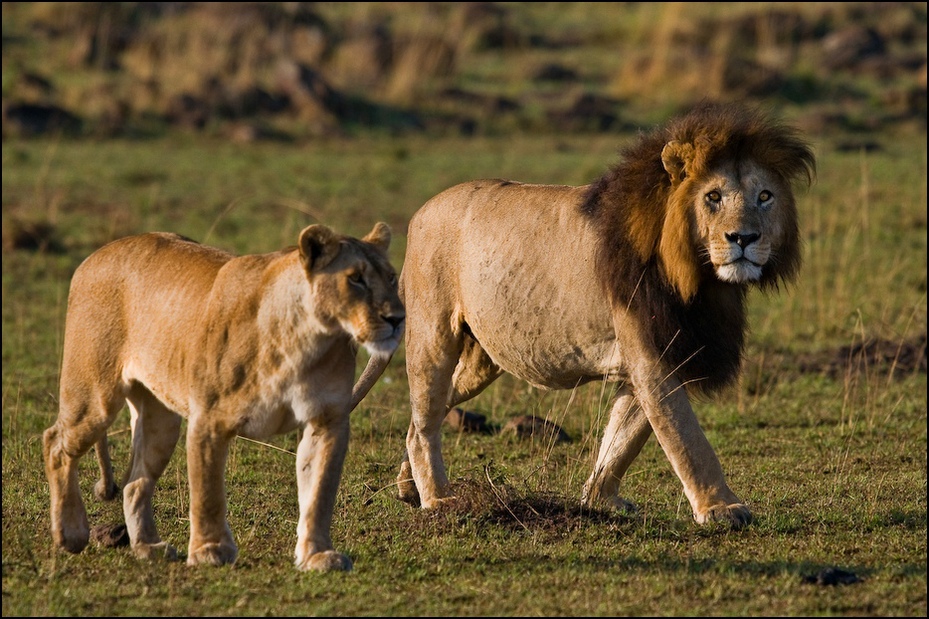  Lwy Zwierzęta Nikon D300 Sigma APO 500mm f/4.5 DG/HSM Kenia 0 dzikiej przyrody Lew zwierzę lądowe masajski lew duże koty trawa safari łąka ogród zoologiczny kot jak ssak
