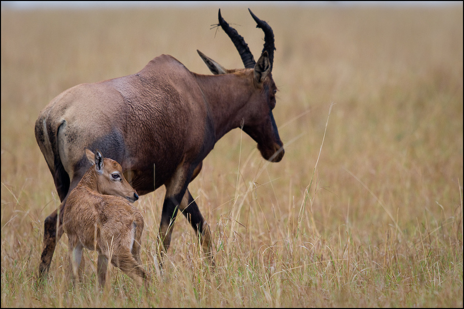  Topi kilkudniowym młodym Zwierzęta Nikon D300 Sigma APO 500mm f/4.5 DG/HSM Kenia 0 dzikiej przyrody zwierzę lądowe fauna antylopa róg łąka bydło takie jak ssak gnu jeleń łoś