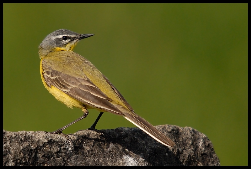  Pliszka żółta #12 Ptaki pliszka ptaki Nikon D200 Sigma APO 50-500mm f/4-6.3 HSM Zwierzęta ptak fauna dziób dzikiej przyrody flycatcher starego świata skrzydło organizm ptak przysiadujący zięba skowronek