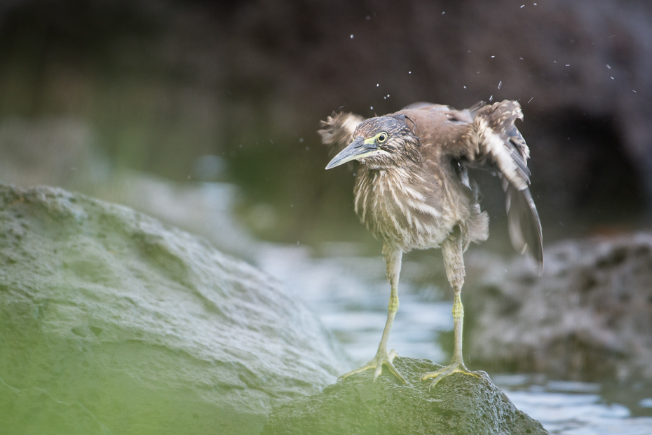  Czapla zielonawa Ptaki Nikon D7200 NIKKOR 200-500mm f/5.6E AF-S Mauritius 0 ptak woda fauna dziób dzikiej przyrody shorebird cinclidae