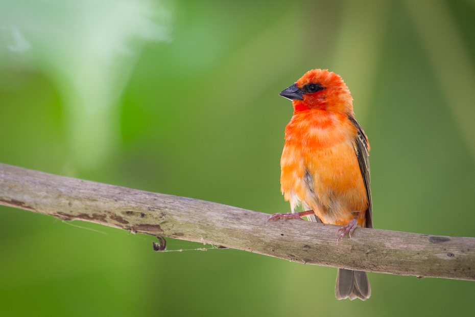  Wikłacz czerwony Ptaki Nikon D7200 NIKKOR 200-500mm f/5.6E AF-S Mauritius 0 ptak dziób fauna dzikiej przyrody ścieśniać flycatcher starego świata zięba organizm