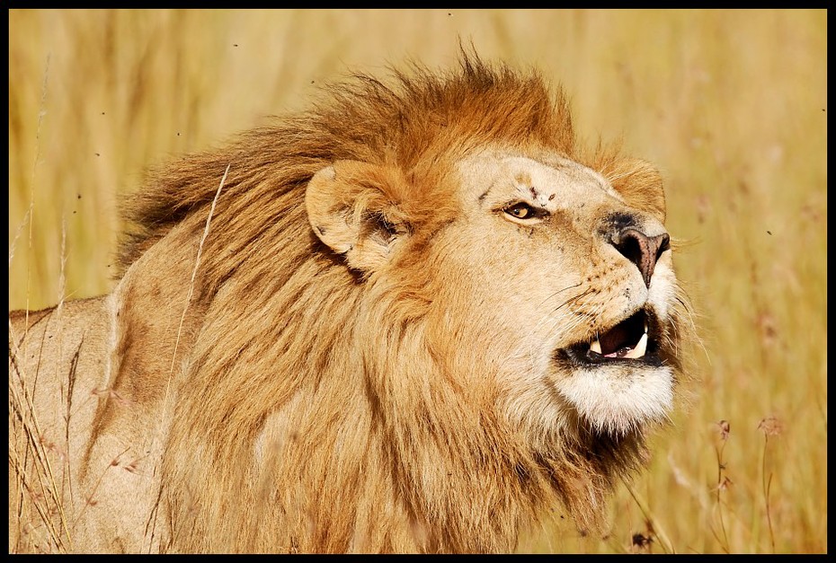  Lew Przyroda lew ssaki kenia lwy Nikon D200 Sigma APO 500mm f/4.5 DG/HSM Kenia 0 dzikiej przyrody ssak zwierzę lądowe masajski lew fauna pustynia grzywa wąsy duże koty