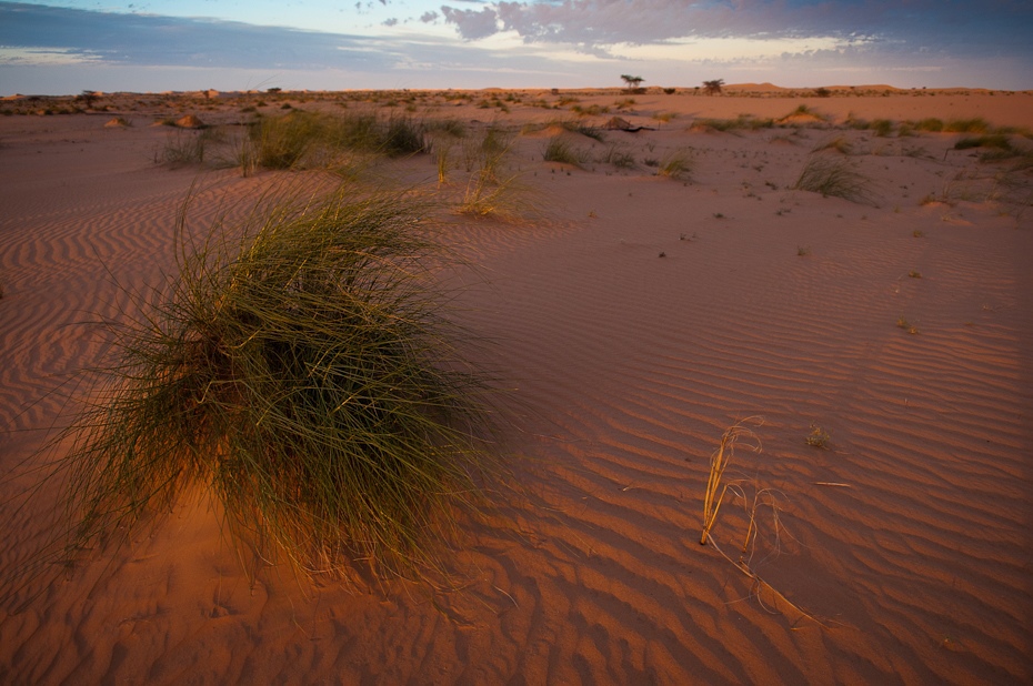 Sahara Mauretania Nikon D300 AF-S Zoom-Nikkor 17-55mm f/2.8G IF-ED Budapeszt Bamako 0 erg piasek eoliczny krajobraz ekosystem pustynia wydma krajobraz sahara ecoregion niebo
