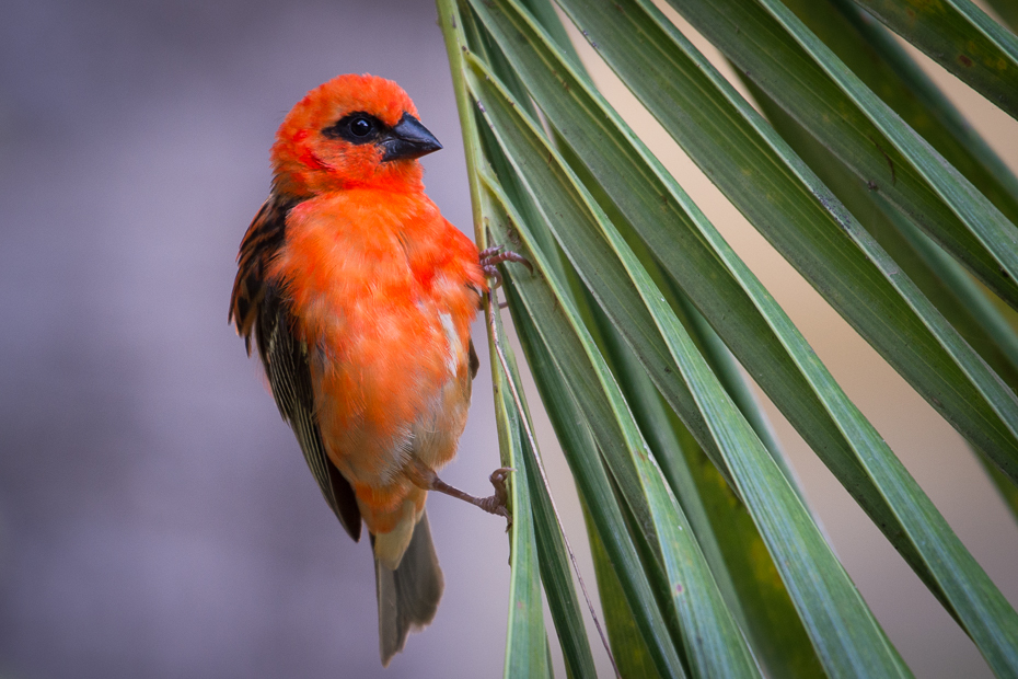  Wikłacz czerwony Ptaki Nikon D7200 NIKKOR 200-500mm f/5.6E AF-S Mauritius 0 ptak dziób fauna dzikiej przyrody zięba pióro organizm kardynał flycatcher starego świata ptak przysiadujący