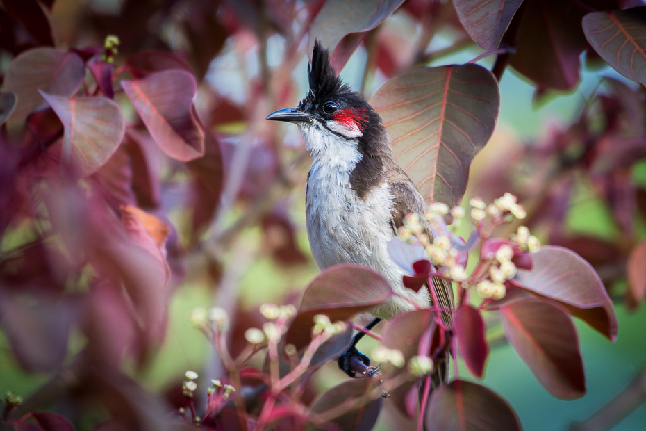  Bilbil zbroczony Ptaki Nikon D7200 NIKKOR 200-500mm f/5.6E AF-S Mauritius 0 ptak fauna flora dziób kwiat gałąź roślina kwitnąć wiosna słowik