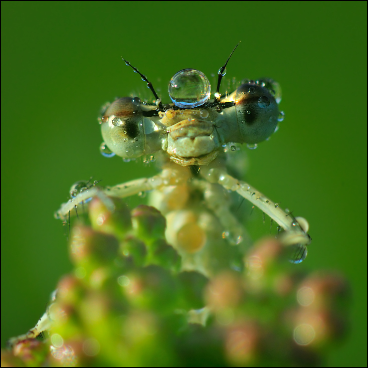  Ważka Ważki Nikon D300 AF-S Micro-Nikkor 105mm f/2.8G IF-ED Makro owad fotografia makro fauna bezkręgowy szkodnik ścieśniać organizm skrzydlaty owad błotny latać dzikiej przyrody