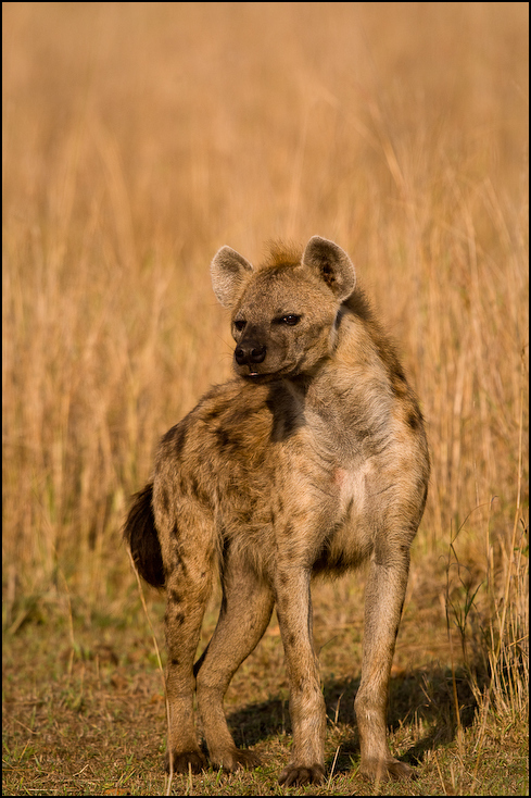  Hiena Zwierzęta Nikon D300 Sigma APO 500mm f/4.5 DG/HSM Kenia 0 dzikiej przyrody hiena zwierzę lądowe fauna ssak sawanna masajski lew Lew safari carnivoran