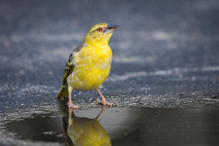  Wikłacz zmienny Ptaki Nikon D7200 Sigma 150-600mm f/5-6.3 HSM Mauritius 0 ptak żółty fauna dziób dzikiej przyrody organizm wilga na starym świecie zięba ptak przysiadujący woda