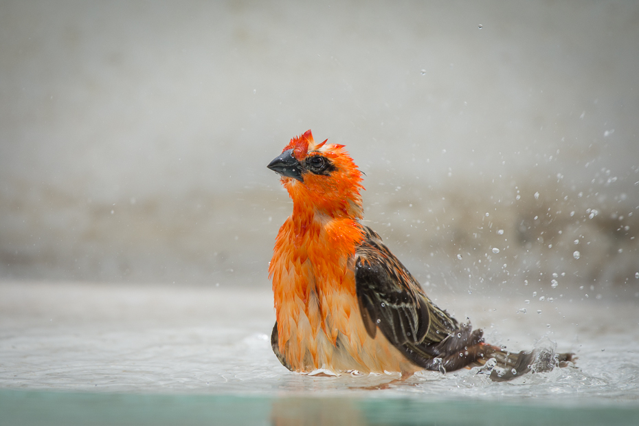  Wikłacz czerwony Ptaki Nikon D7200 Sigma 150-600mm f/5-6.3 HSM Mauritius 0 ptak dziób fauna pióro dzikiej przyrody flycatcher starego świata woda