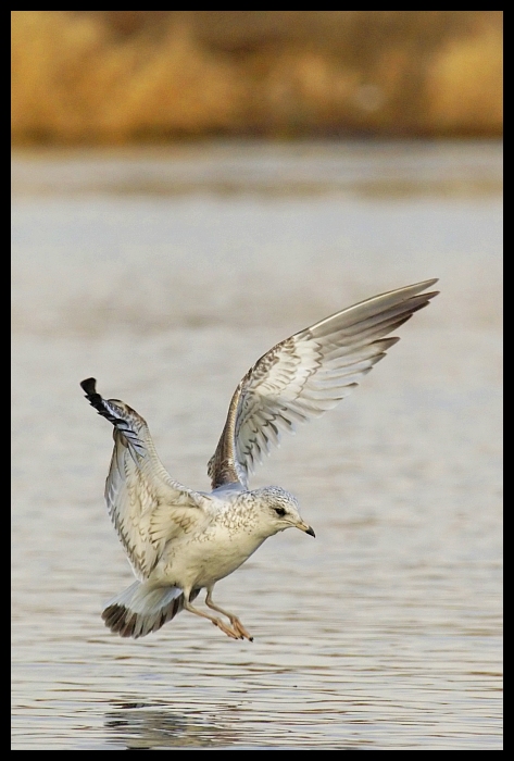  Mewa pospolita Ptaki mewa ptaki Nikon D70 Sigma APO 100-300mm f/4 HSM Zwierzęta ptak fauna ptak morski frajer dzikiej przyrody shorebird dziób woda europejska mewa srebrzysta charadriiformes