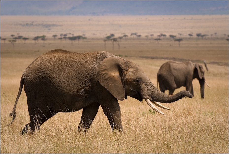  Słonie Zwierzęta Nikon D200 AF-S Nikkor 70-200mm f/2.8G Kenia 0 słoń słonie i mamuty dzikiej przyrody zwierzę lądowe ekosystem słoń indyjski łąka Słoń afrykański fauna kieł