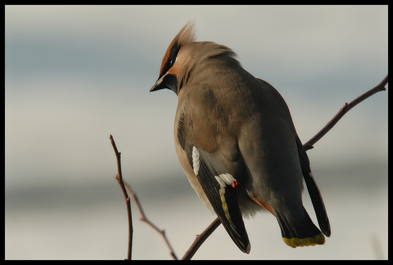  Jemiołuszka #16 Ptaki jemiołuszka ptaki Nikon D200 Sigma APO 100-300mm f/4 HSM Zwierzęta ptak fauna dziób dzikiej przyrody pióro skrzydło niebo