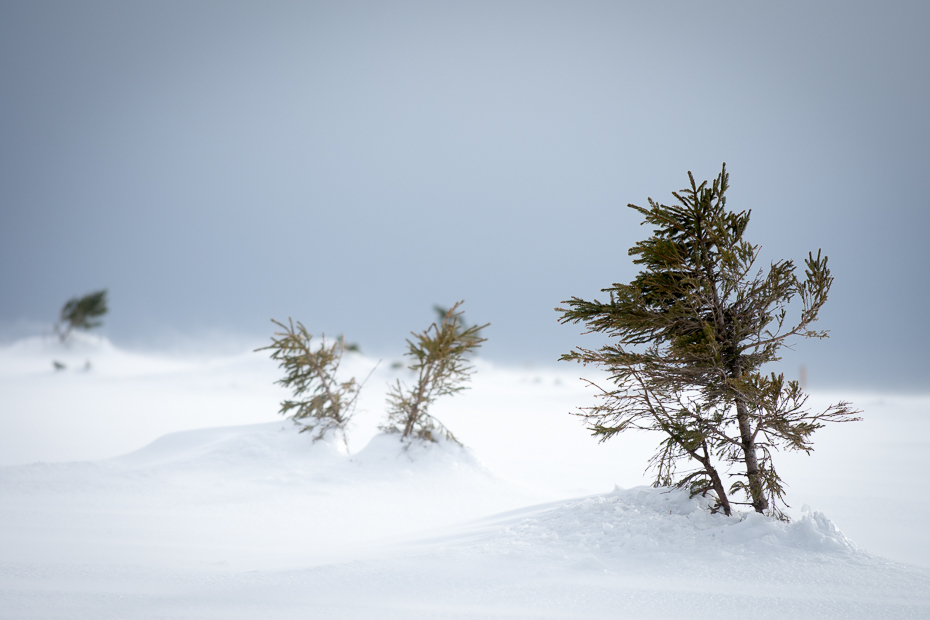  Zima Karkonosze Nikon D7200 Nikkor AF-S 70-200 f/4.0G śnieg zimowy niebo drzewo zamrażanie mróz rodzina sosnowa jodła Góra drzewo iglaste
