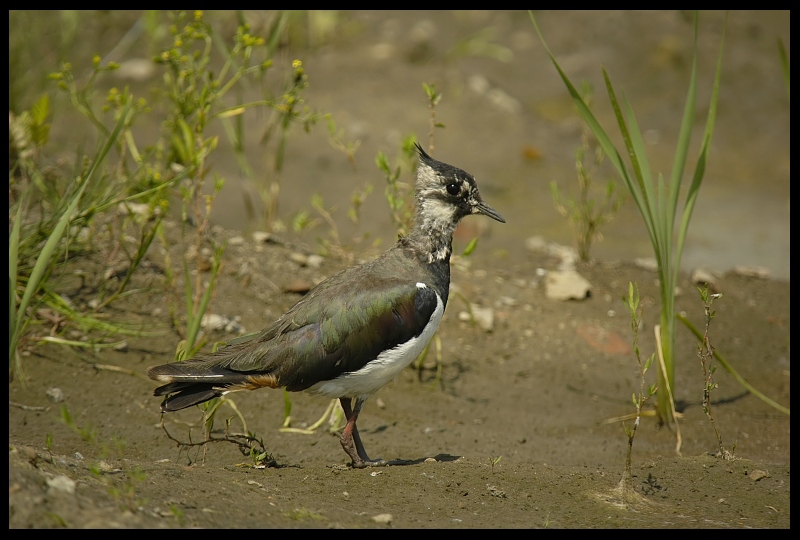  Czajka Ptaki czajka ptak Nikon D200 Sigma APO 70-300mm f/4-5.6 Macro Zwierzęta fauna ekosystem dziób dzikiej przyrody organizm shorebird ecoregion skrzydło