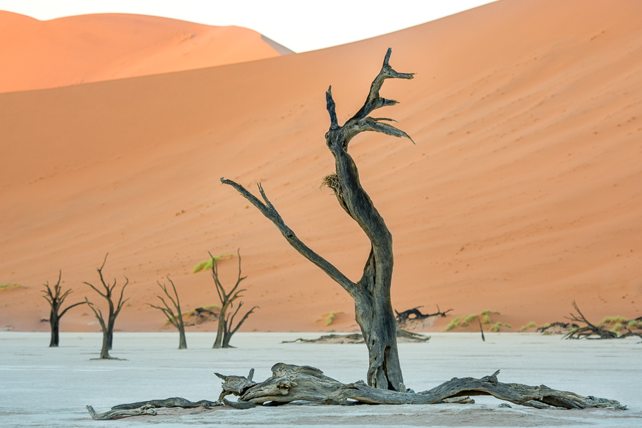  Deadvlei Krajobraz Nikon D7100 AF-S Nikkor 70-200mm f/2.8G Namibia 0 piasek drzewo drewno krajobraz dzikiej przyrody driftwood pustynia ecoregion eoliczny krajobraz niebo