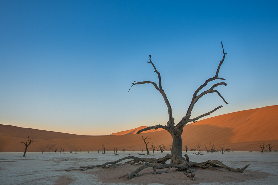  Deadvlei Krajobraz Nikon D7100 Sigma 10-20mm f/3.5 HSM Namibia 0 niebo drzewo pustynia eoliczny krajobraz piasek wydma krajobraz ranek horyzont erg