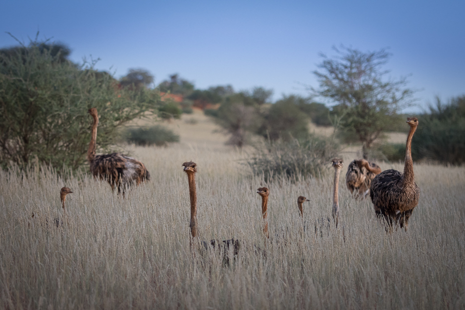  Strusie poranku Ptaki Nikon D7200 NIKKOR 200-500mm f/5.6E AF-S Namibia 0 struś dzikiej przyrody ekosystem łąka bezgrzebieniowy fauna rezerwat przyrody preria sawanna Ptak nielot