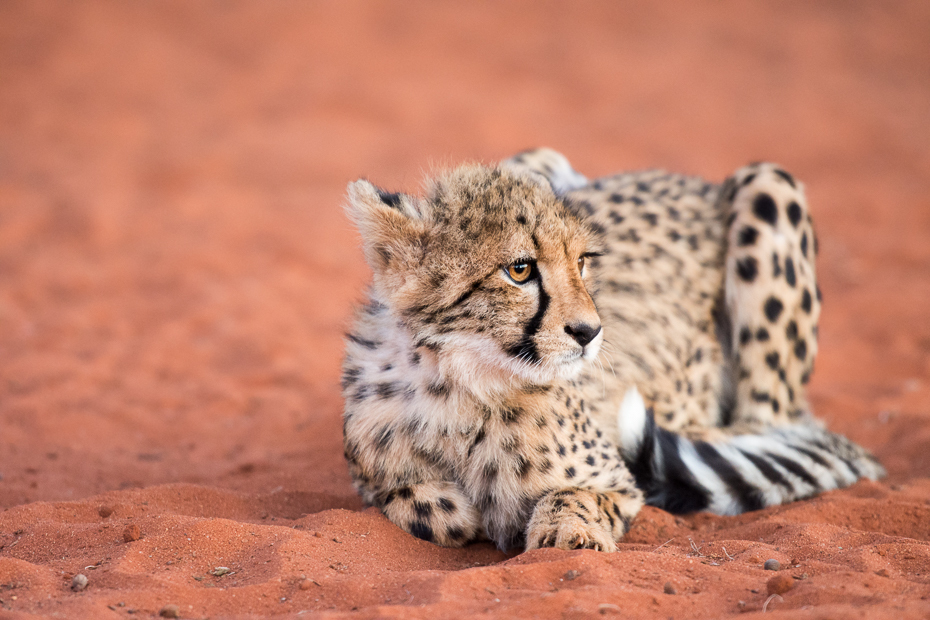  Gepard Ssaki Nikon D7200 AF-S Nikkor 70-200mm f/2.8G Namibia 0 gepard zwierzę lądowe dzikiej przyrody ssak fauna wąsy pysk carnivoran duże koty organizm