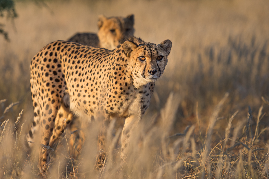  Gepardy Ssaki Nikon D7200 AF-S Nikkor 70-200mm f/2.8G Namibia 0 gepard dzikiej przyrody zwierzę lądowe łąka ssak pustynia ekosystem fauna sawanna duże koty