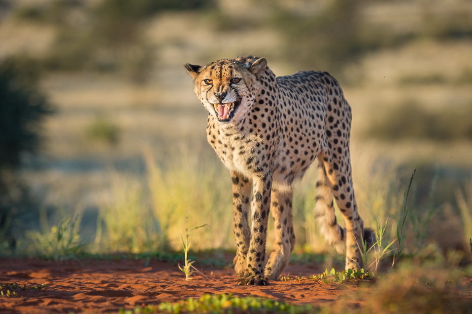  Gepard Ssaki Nikon D7200 AF-S Nikkor 70-200mm f/2.8G Namibia 0 gepard dzikiej przyrody zwierzę lądowe ssak pustynia ekosystem fauna łąka sawanna trawa