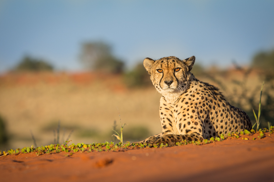  Gepard Ssaki Nikon D7200 AF-S Nikkor 70-200mm f/2.8G Namibia 0 gepard dzikiej przyrody zwierzę lądowe ssak fauna ekosystem pustynia niebo łąka małe i średnie koty