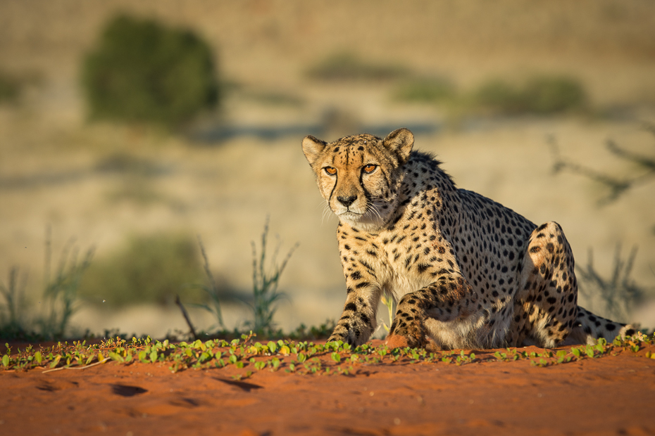  Gepard Ssaki Nikon D7200 AF-S Nikkor 70-200mm f/2.8G Namibia 0 gepard dzikiej przyrody zwierzę lądowe ssak fauna pustynia łąka duże koty organizm sawanna