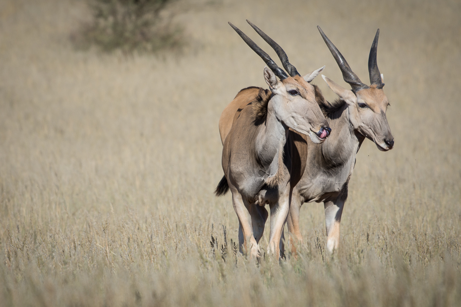 Eland Ssaki Nikon D7200 NIKKOR 200-500mm f/5.6E AF-S Namibia 0 dzikiej przyrody róg fauna antylopa oryx springbok gemsbok łąka zwierzę lądowe gazela