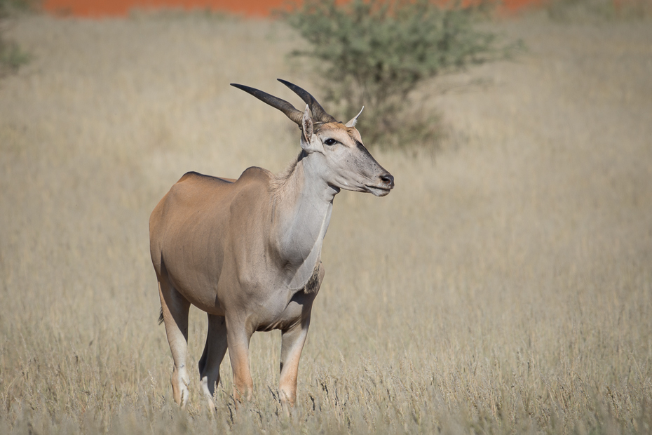  Eland Ssaki Nikon D7200 NIKKOR 200-500mm f/5.6E AF-S Namibia 0 dzikiej przyrody fauna antylopa róg oryx zwierzę lądowe gemsbok springbok gazela rodzina kóz