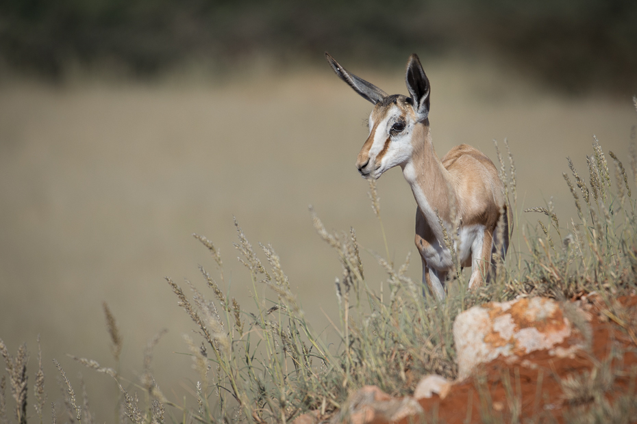  Młody springbok Ssaki Nikon D7200 NIKKOR 200-500mm f/5.6E AF-S Namibia 0 dzikiej przyrody fauna ssak ekosystem łąka antylopa preria zwierzę lądowe ecoregion