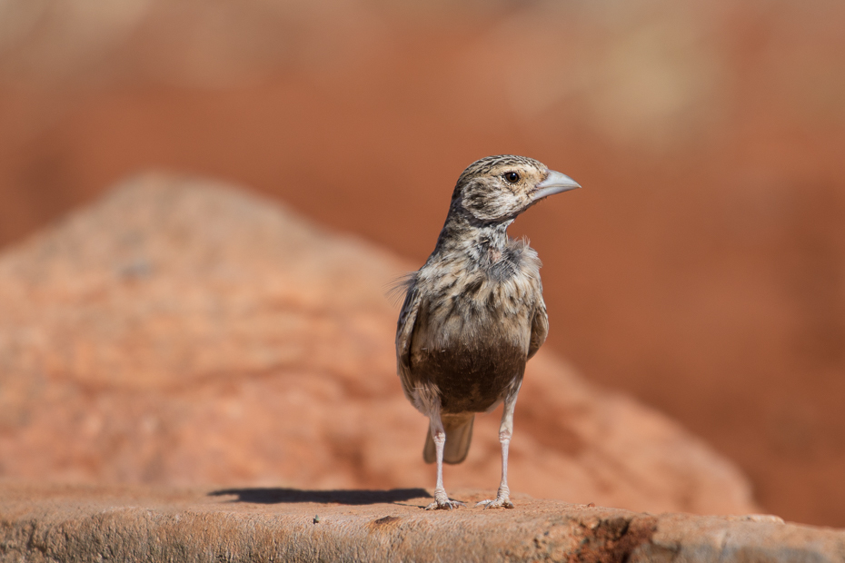  Skowrończyk płowy Ptaki Nikon D7200 NIKKOR 200-500mm f/5.6E AF-S Namibia 0 ptak fauna dziób dzikiej przyrody pióro skowronek ptak przysiadujący organizm wróbel