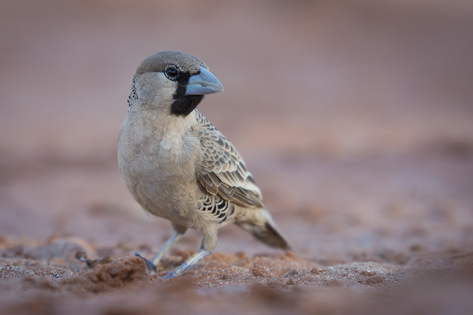  Tkacz towarzyski Ptaki Nikon D7200 NIKKOR 200-500mm f/5.6E AF-S Namibia 0 ptak fauna dziób wróbel zięba dzikiej przyrody skowronek ptak przysiadujący ścieśniać pióro